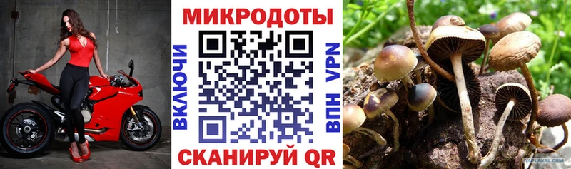Псилоцибиновые грибы Cubensis  где продают наркотики  Приозерск 